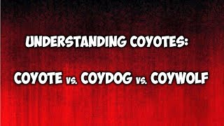 Understanding Coyotes:  Coyotes, Coydogs and Coywolves