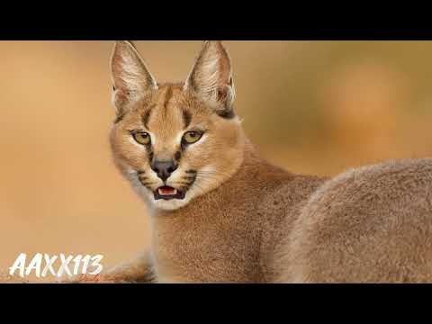 Lynx Sound صوت الوشق 