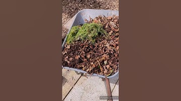 #gardening A WHEELBARROW FULL OF FREE COMPOST IN 10 MINUTES