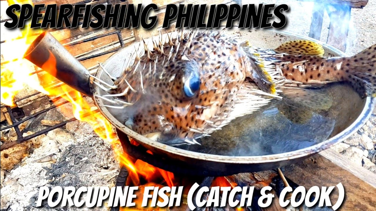 EP53 HOW TO COOK this POISON fish ( Porcupine Fish ) YouTube