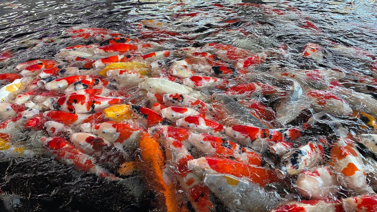 直接引き取り限定●新潟市● 錦鯉 紅白 小千谷産 6歳   体長：約75cm   KOI Nishikigoi KOIFISH  Red and White OJIYA NIIGATA 小千谷市】錦鯉の里 新潟県の観賞魚「錦鯉」 Nishikigoi-Niigata Japan