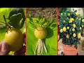 Grow lemons from lemons fruit | The easiest procedure in the world | 100% success |