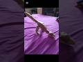 My new custom figure dinosaur #cool  #nice  #trending  #cardboard #paleontology  #prehistoric #dino