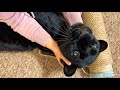 Luna the panther sends Vika on vacation 😁(ENG SUB)