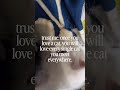 #cat #lifeisbutadream #catlife #catworld #cigaretteaftersex #kitten #cute #cutecat #viral #pets