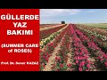 Gllerde yaz bakm nasl yaplr summer care of roses rose care gl bakm