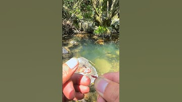 Fish fishing #fishing #shorts