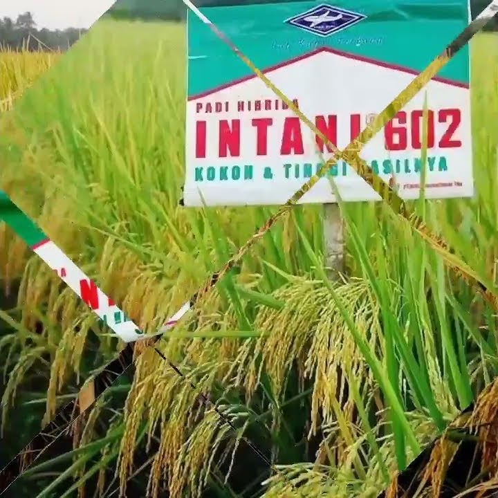 Padi jenis baru hibrida intani 602 dan intani 301,padi kokoh dan tinggi hasil nya