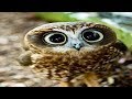 Funny Owls And Cute Owl Videos Compilation