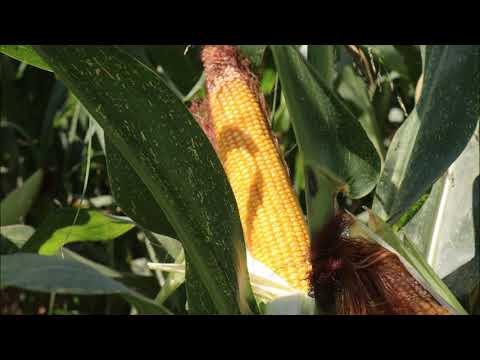 მაღალ მოსავლიანი სასილოსე ჰიბრიდული სიმინდი HIDO F1