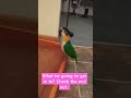 Waddle waddle #parrots #cuteanimals #cutebirds #adorable #funny #clown #birds #baby #pets #caique