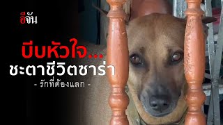 ชะตาชีวิต “หมาซาร่า” หลังกัดเจ้าของ | อีจัน EJAN