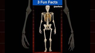 Crazy facts About Human Body | 3 Fun Facts | #facts #fact #human #body #funfacts