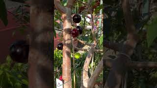 Tropical fruit tree with fruit set / Jaboticaba / tropical fruits grown in pots 