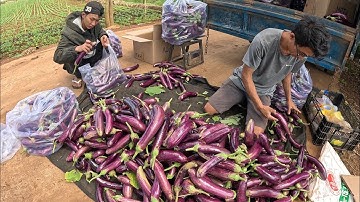 CÀ TÍM sau bão giá tăng cao, chỉ mong giá RAU CỦ QUẢ dễ chịu hơn để ai cũng có thể mua được.