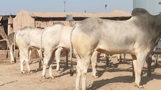New Bull Race in Multan February 3, 2022 ۔ حاجی رفیق صاحب  ملتان علا کے تمام بیل