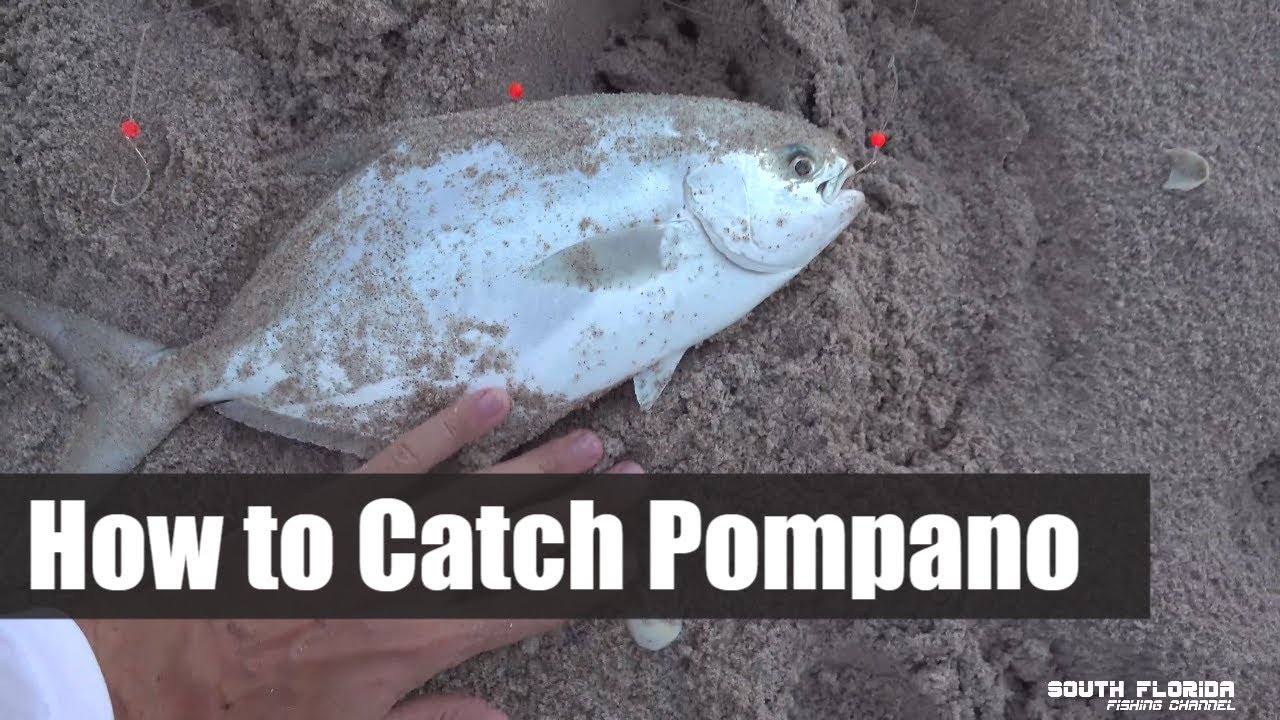catcher in the rye How to Catch Pompano | Catch and Cook