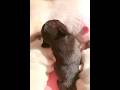 Newborn French Bulldogs: Mama Dog's First Nursing Session #nursing #puppy #puppypic #puppyvideos #fy