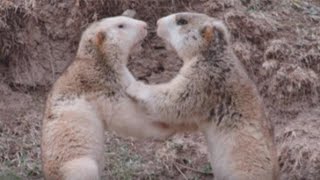 Animal Adventures: Himalayan Marmot