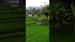 pemandangan sawah dari atas yang hijau dan menenangkan #shorts