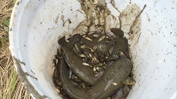 Cá Rô Bí Mắc Cạn Và Những Con Cá Này Cái Kết Có Hậu | catch fish stranded - Minh Chề Vlog