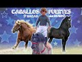 Los Caballos de Tiro más pesados y fuertes del Mundo