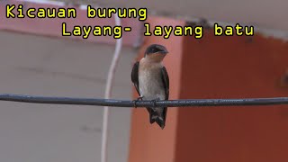 Kicauan burung layang-layang batu di alam