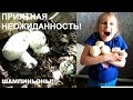 ★Как вырастить шампиньоны В ОГОРОДЕ ★ Вырастили ШАМПИНЬОНЫ в саду! Ⓜ MNOGOMAMA