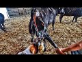 WILD day of Calving Cows Mp3 Song
