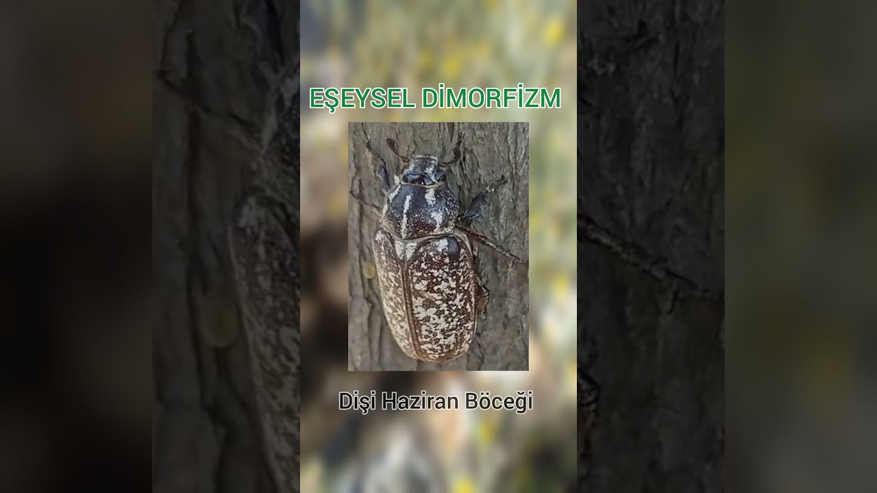 Haziran böceği(Polyphylla fullo) kısa anlatım. 