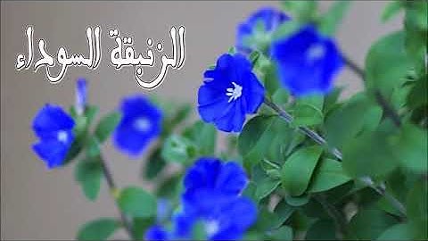 سورة الحجرات كاملة بصوت الشيخ محمد جبريل