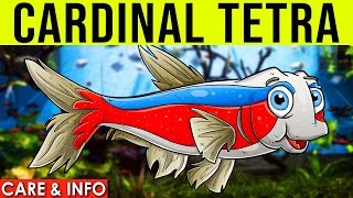 Cardinal Tetra Care | Cardinal Tetra Care Guide