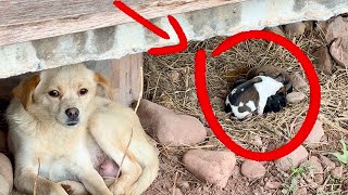 картинка: Не мог поверить глазам! Милая собачья мама родила здесь трёх очаровательных щенков 🐶🐕❤😘🥰👍👍👍