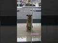 一人の女性に恋した野良犬は一途に彼女を待ち続けた #感動 #動物 #犬 #dog