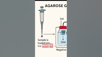 Day 02 In Delhi University For Internship | "Agarose Gel Electrophoresis" #biotech #dna #shorts