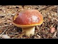 Porcini | Forage and Cook WILD MUSHROOM!