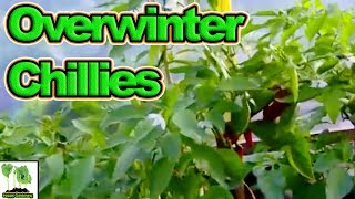 How To Overwinter Chilli Plants In The UK!