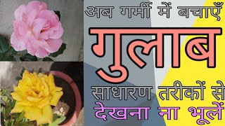 EP31: गर्मियों में गुलाब की देखभाल || Rose plant care in summer season