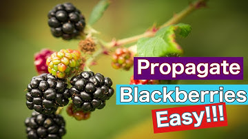 How To Grow Blackberries EASY!!! | part 1