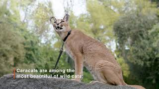 Kasten the Caracal