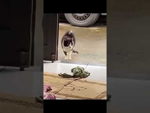 Video: Mengapa kucing berlakon?