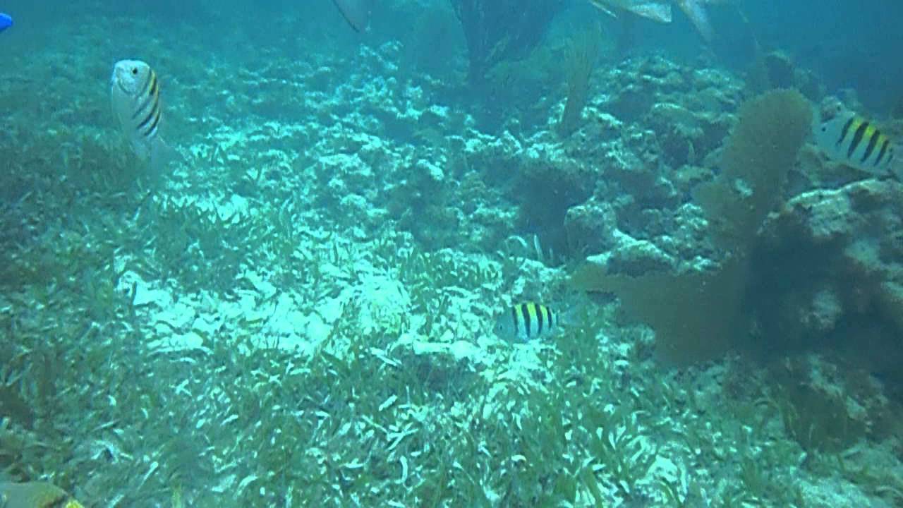 SCUBA diving in San Pedro, Belize YouTube