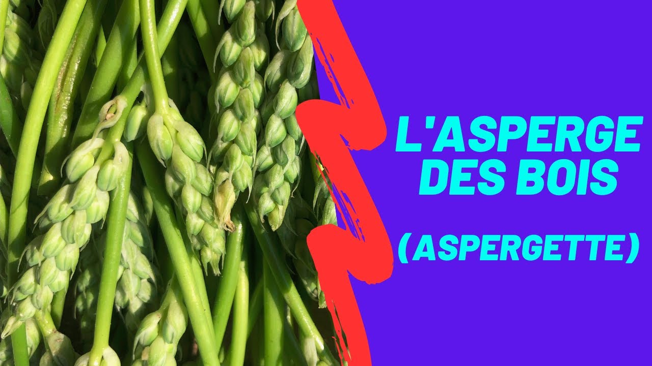 L'aspergette, ou asperge des bois (mai 2024)