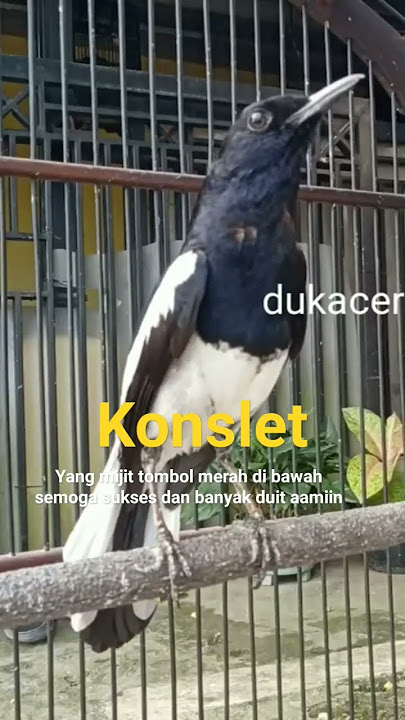 kacer konslet gacor ampuh bikin emosi