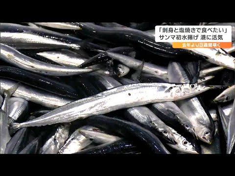 秋の味覚サンマ初水揚げ「みなさんにすぐにでも食べてもらいたい」おすすめのワケは去年よりサイズが大きく脂ものっている　しかし県の見通しは…　宮城・気仙沼市