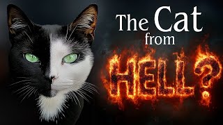 Would you adopt THE CAT FROM HELL? -- Stephen King Story as True Crime