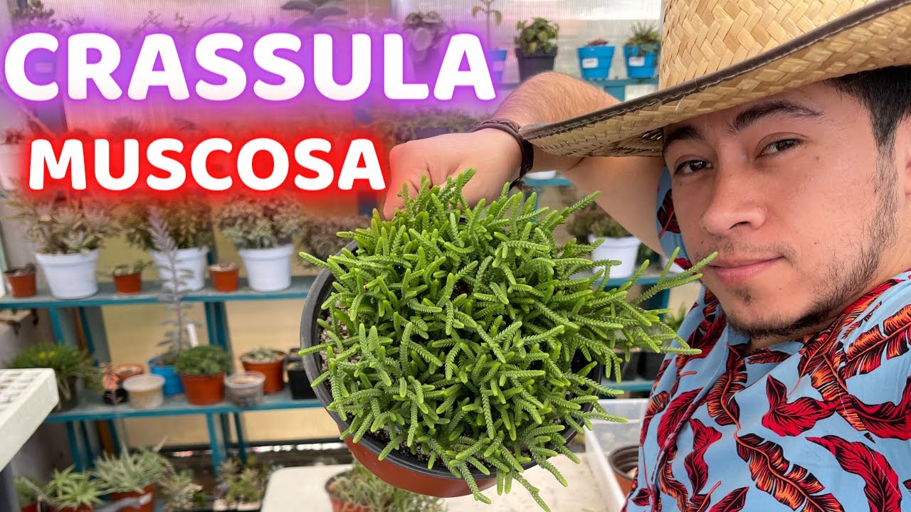 Como Mantener HERMOSA y REPRODUCIR La CRASSULA MUSCOSA