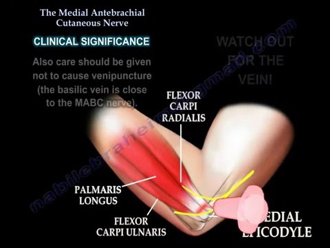 Video: Unde este nervul cutanat antebrahial posterior?