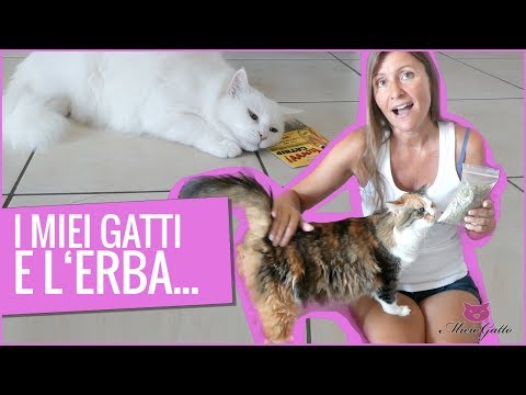 Video: Perché il mio gatto non usa la sua scatola dei rifiuti?