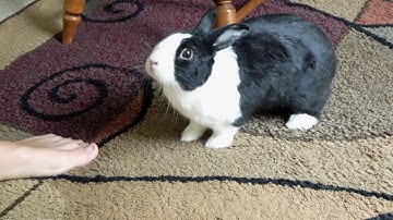 Picking up a rabbit who hates being picked up #28